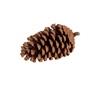 PINE CONE