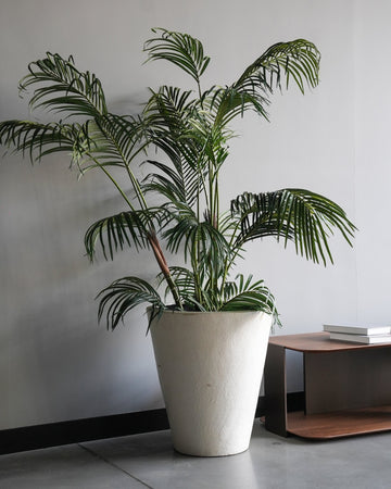 ARTIFITIAL PLANTS