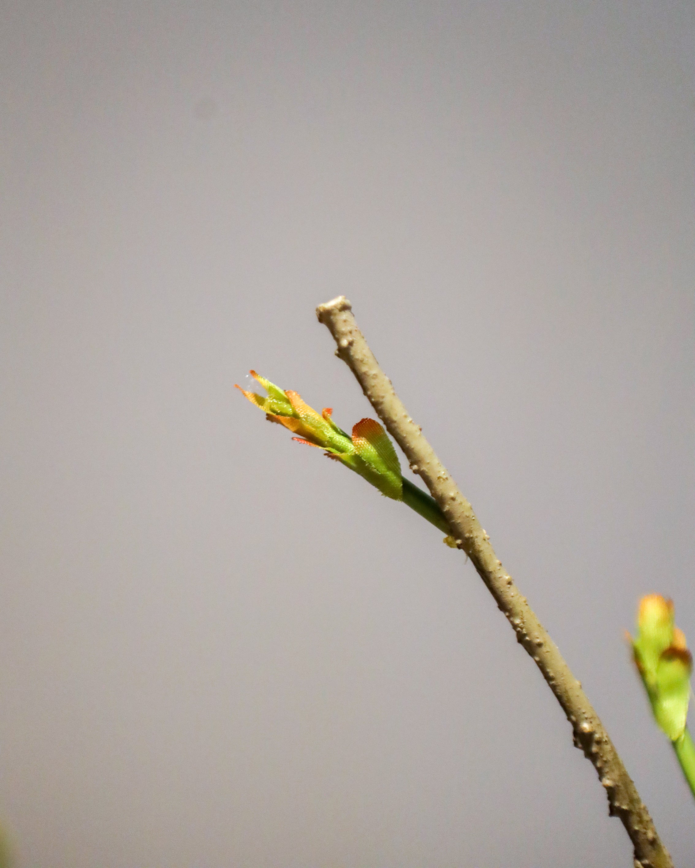 ARTIFICIAL PLANT