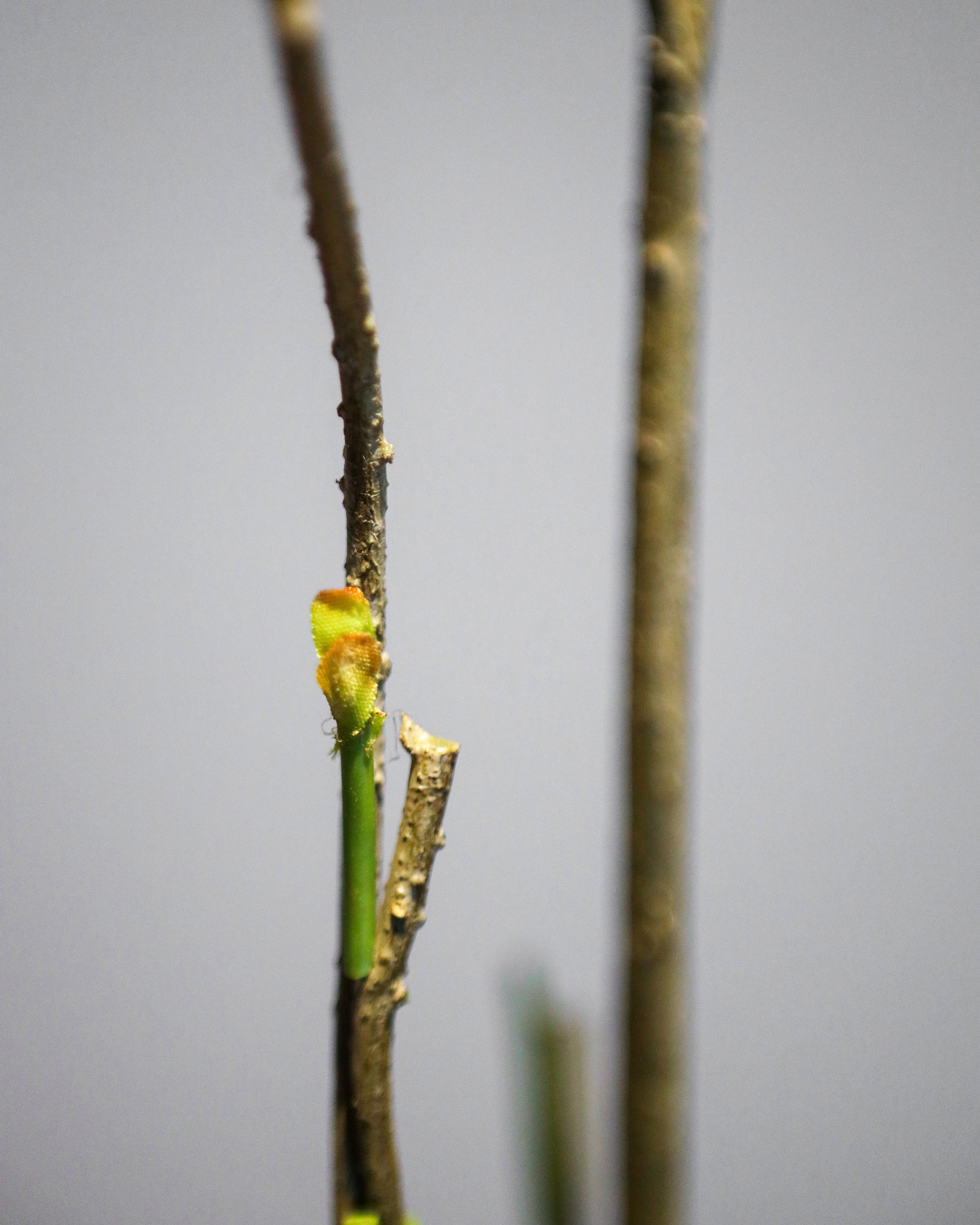 ARTIFICIAL PLANT