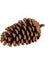 PINE CONE