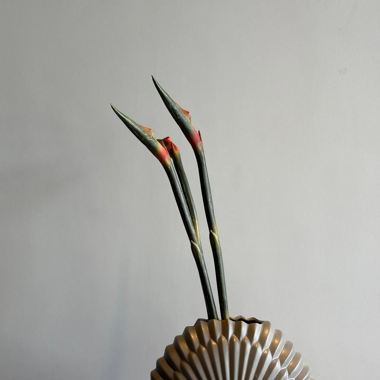 Flora Plant