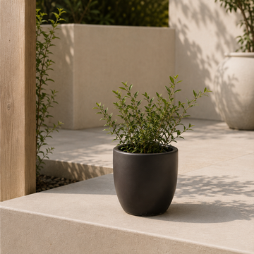 Terracotta Planter