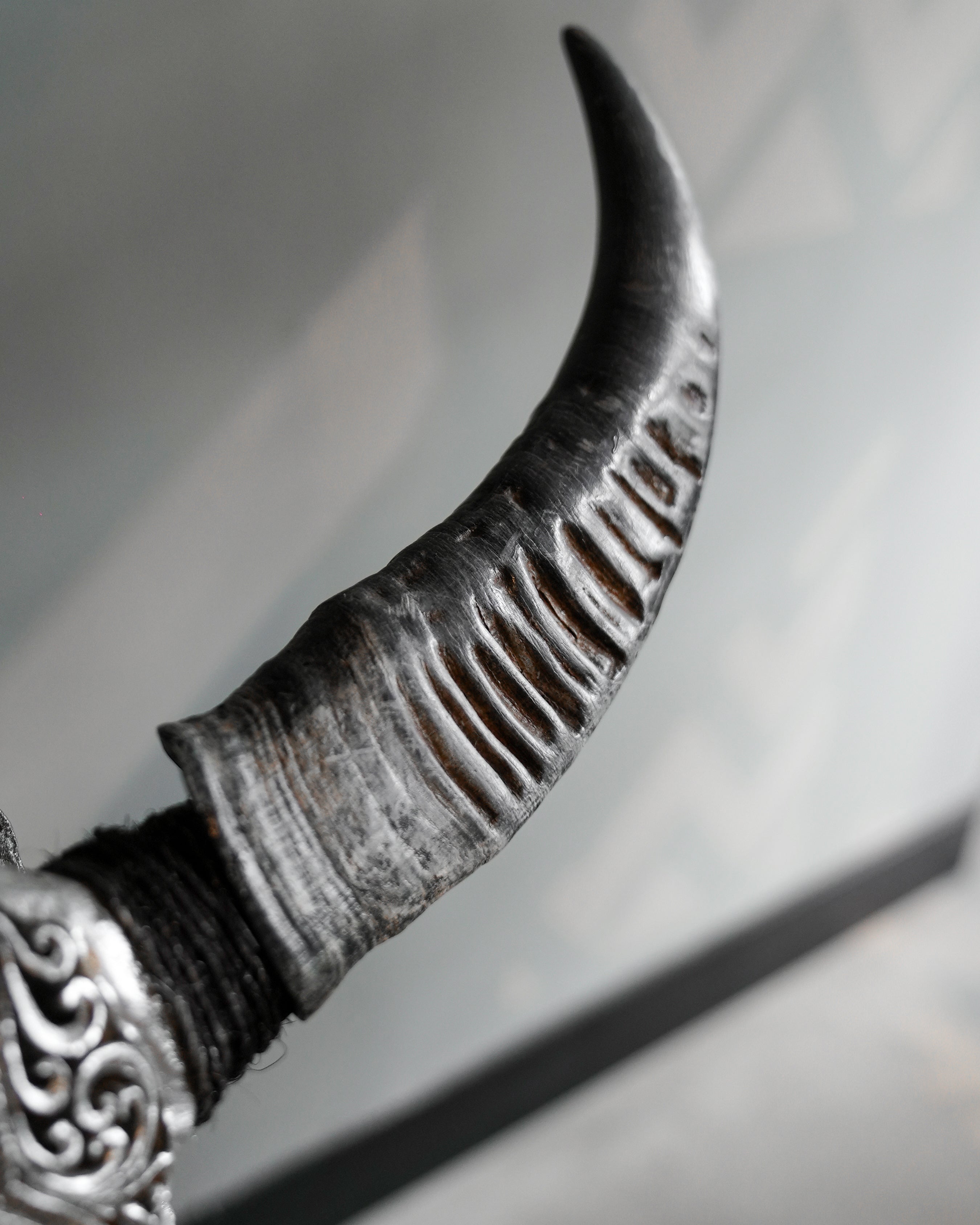 Western-Style Bull Head